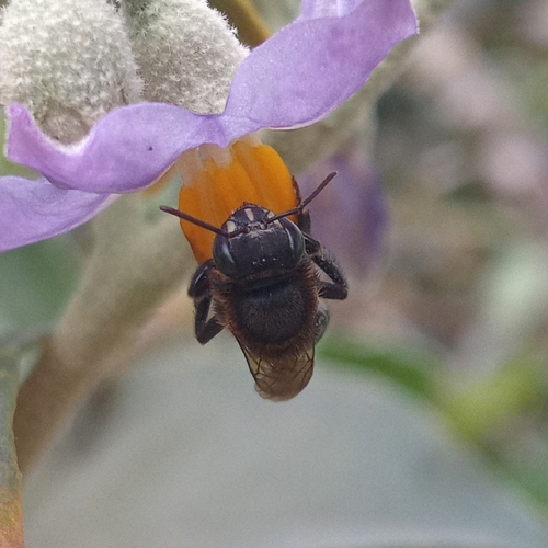 Melipona marginata