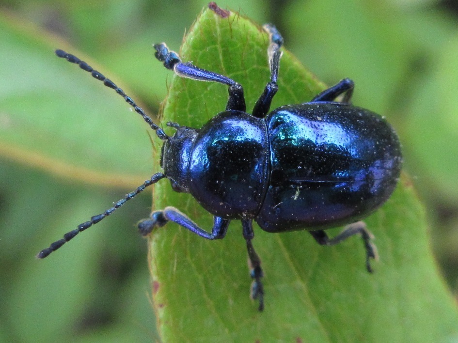 Chrysochus chinensis from 대한민국 충청남도 천안시 서북구 on June 18, 2019 by ...