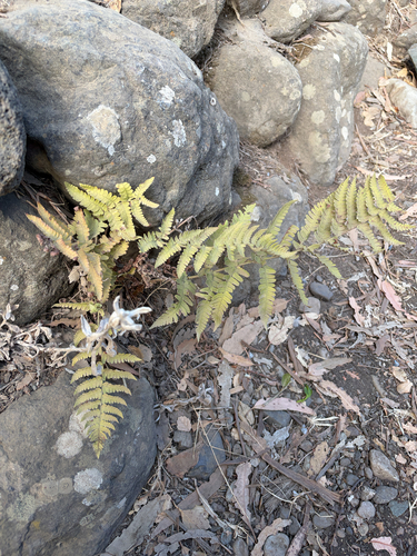 iNaturalist observation photo of coastal woodfern