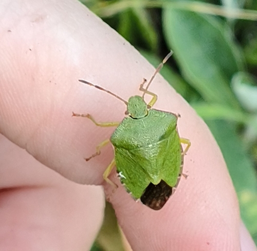 Green Shield Bug
