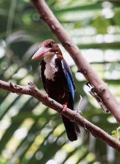 Halcyon smyrnensis