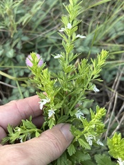 (c) Sam Kieschnick, some rights reserved (CC BY) Teucrium cubense, photograph (c) Sam Kieschnick, some rights reserved (CC BY)