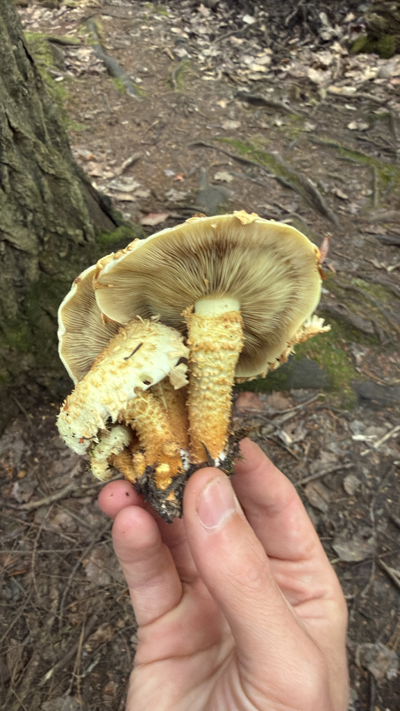 shaggy scalycap · August 2026 · photo: Photo: (c) Ken D., some rights reserved (CC BY) · iNaturalist