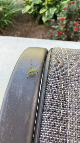 Green Lynx Spider