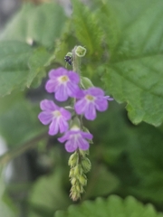 Priva lappulacea