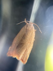 Cacoecimorpha pronubana