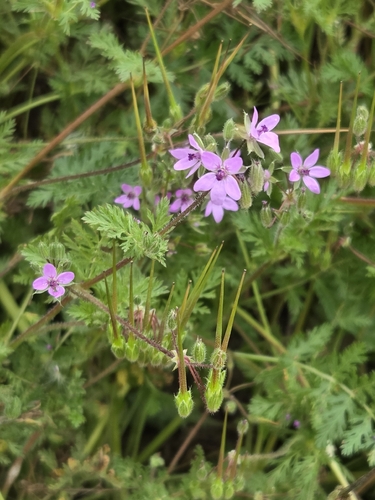 Redstem Stork's-bill