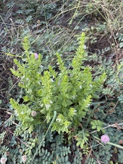 (c) Sam Kieschnick, some rights reserved (CC BY) Teucrium cubense, photograph (c) Sam Kieschnick, some rights reserved (CC BY)