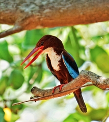 Halcyon smyrnensis