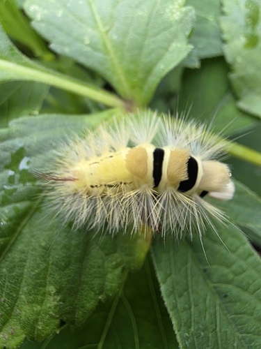 Pale Tussock Moth