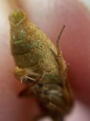 Cacoecimorpha pronubana