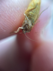 Cacoecimorpha pronubana