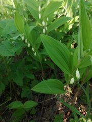 Polygonatum humile