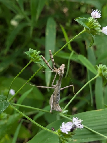 Carolina Mantis