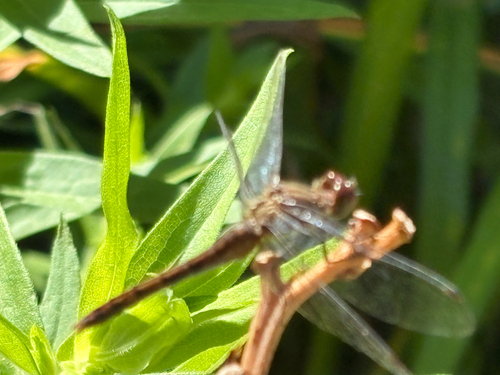Autumn Meadowhawk