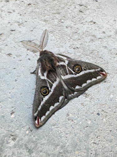 Chihuahuan Agapema