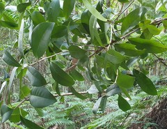 Syzygium moorei