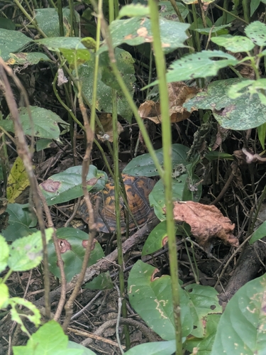 Eastern Box Turtle