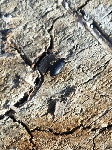 Quisquilius observed 2026-08-30