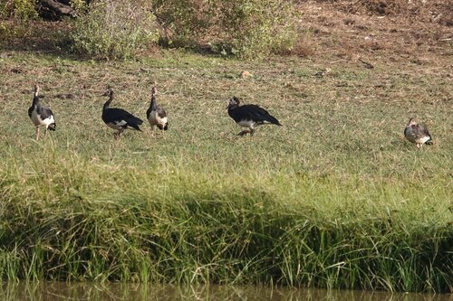 iNaturalist image