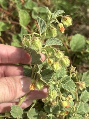 Hermannia texana