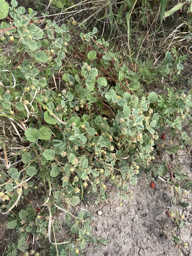 Hermannia texana, photograph 2