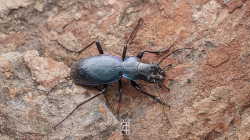 Carabus alexandrae