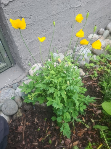 Welsh Poppy