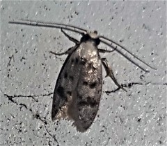 Scatochresis innumera
