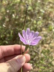 Lygodesmia texana