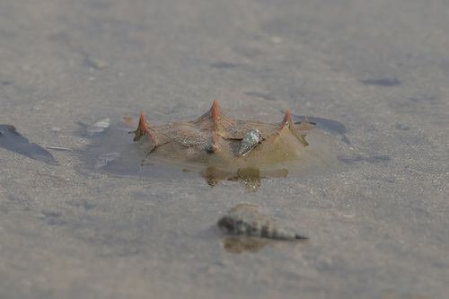 Tachypleus tridentatus photograph by the iNaturalist community