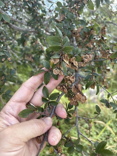 Ulmus crassifolia, photograph 6