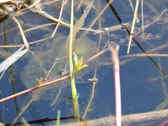 Ambystoma gracile