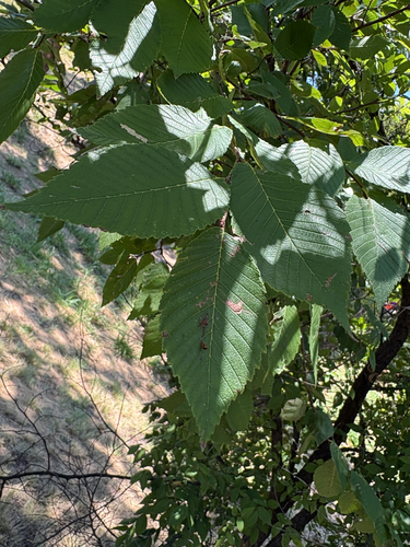 American elm