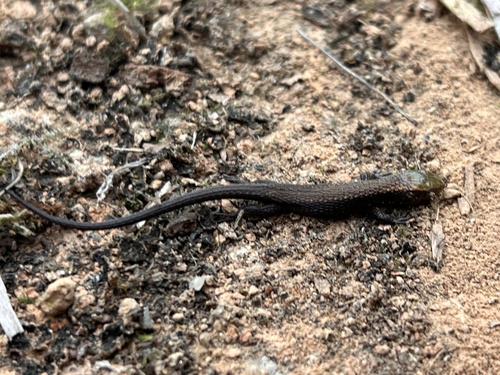 Darién Shade Lizard, Alopoglossus harrisi