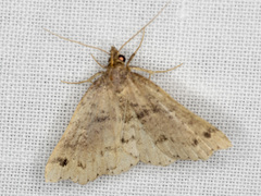 Lithilaria ossicolor