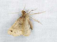 Lithilaria ossicolor