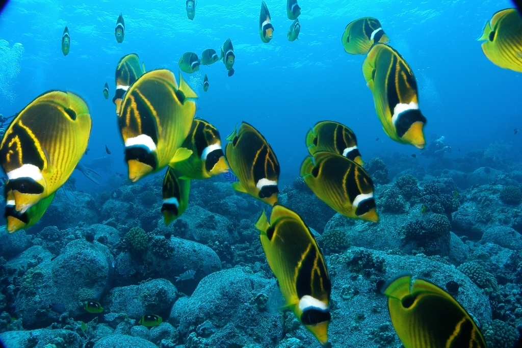 Butterflyfishes