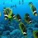 Butterflyfishes - Photo (c) Klaus Stiefel, some rights reserved (CC BY-NC)