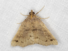 Lithilaria ossicolor