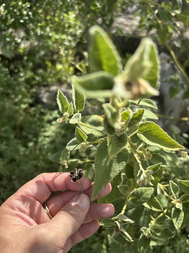 Allowissadula holosericea, photograph 6