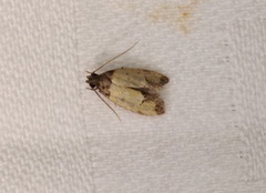 Tyrolimnas anthraconesa