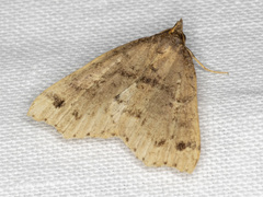 Lithilaria ossicolor