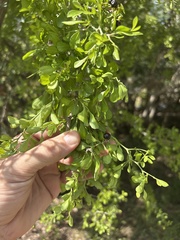 Condalia hookeri