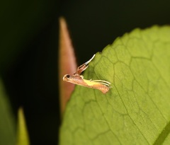 Caloptilia celtidis