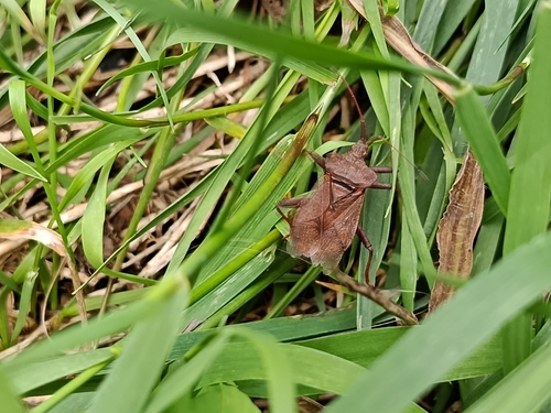 Dock Bug