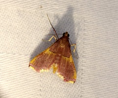 Endotricha olivacealis