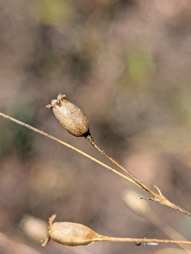 Silene antirrhina observed 2026-08-29