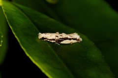 Erechthias atririvis