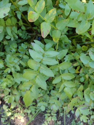 Helosciadium nodiflorum, photograph 3